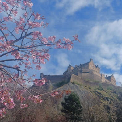 Pink cherry blossom tree in full bloom with Edinburgh Castle in the background under a bright blue sky.