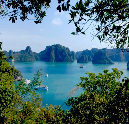 Stunning limestone karsts rising from the clear waters of Ha Long Bay, North Vietnam. Trees in the foreground framing the view under a clear blue sky