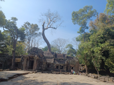 Tree Growing from Bayon Temple Tree growing out of Bayon Temple at Angkor Thom, Cambodia