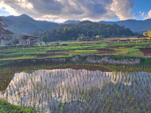 Rice fields in Pai with a mountain backdrop.