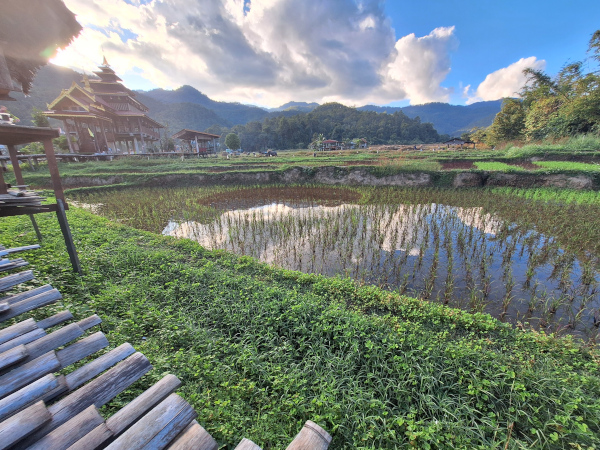Wandering through rice fields on a sunny day in Pai