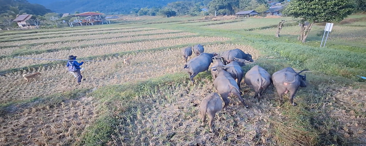Water buffalo grazing in harvested rice fields, guided by a farmer, illustrating sustainable farming practices.
