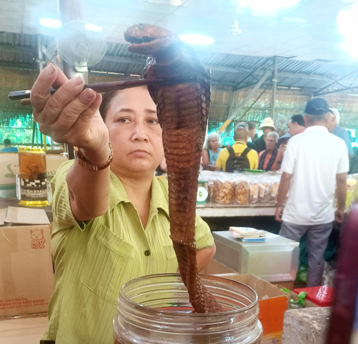 King cobra being lifted with chopsticks from a jar of snake wine on a Mekong Delta Tour