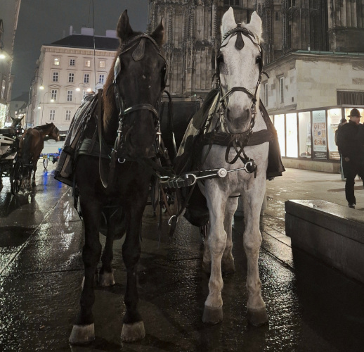 A black horse and a white horse drawing a carriage in Vienna on a cold evening.